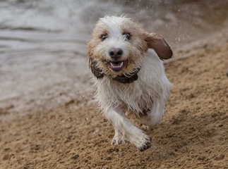Petit basset griffon vendéen